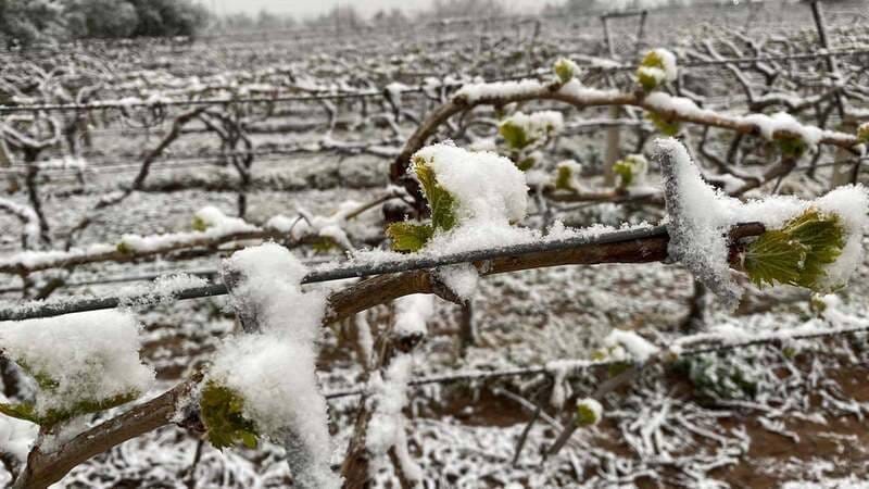 bakan yumakli tarihimizin en buyuk zirai don olaylarindan birini yasadik L1JKnR28