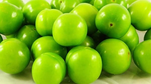 erik kg 2250 tl 2 SC8vwVzh