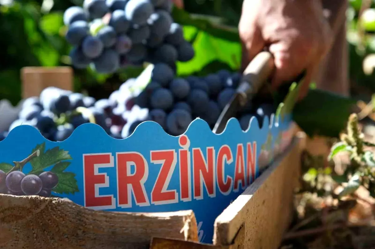 tarimsal girdi fiyat endeksi yukseldi MhpBN84P