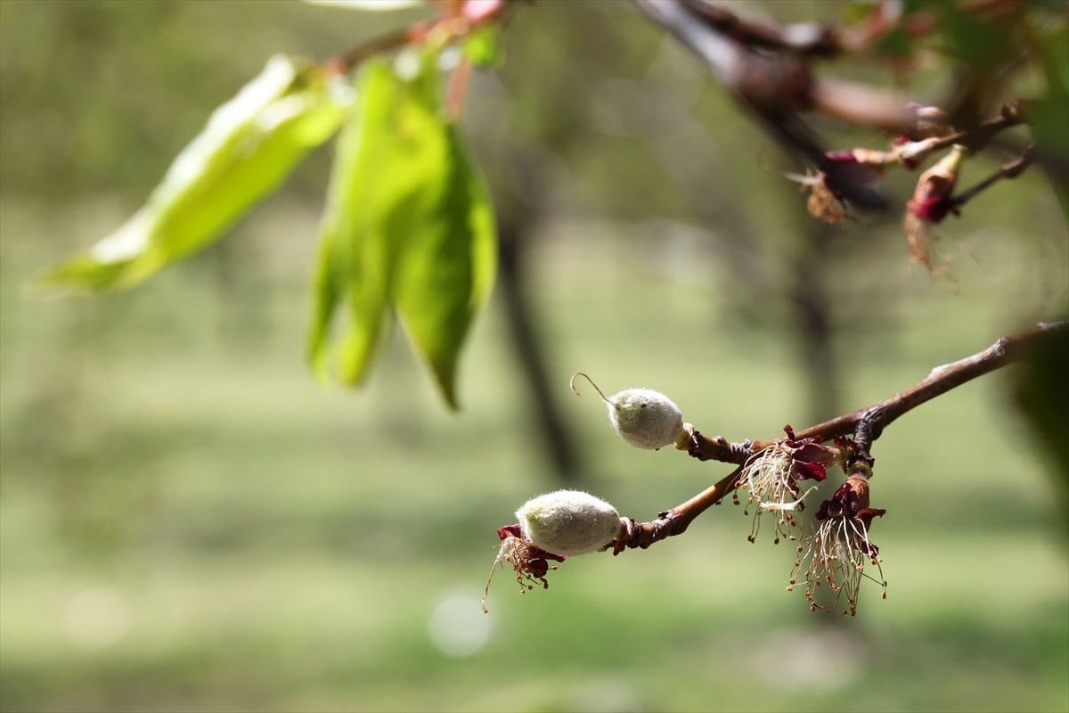 zirai don turkiyenin bircok ilde etkili oldu 2