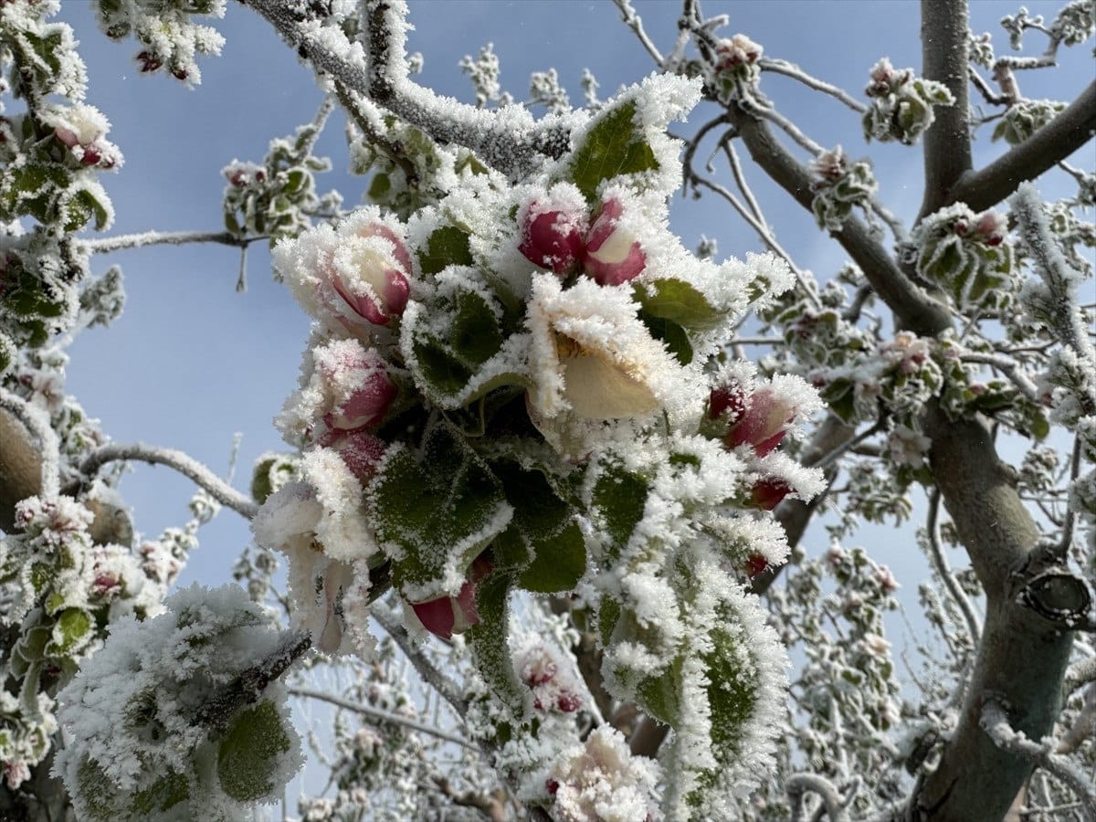 zirai don turkiyenin bircok ilde etkili oldu 4 nIWfODR5