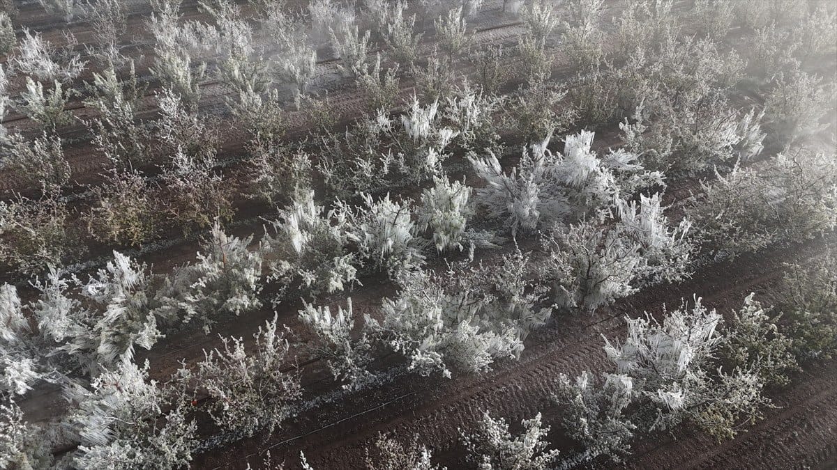 zirai don turkiyenin bircok ilde etkili oldu 5 F7ZVRy2y