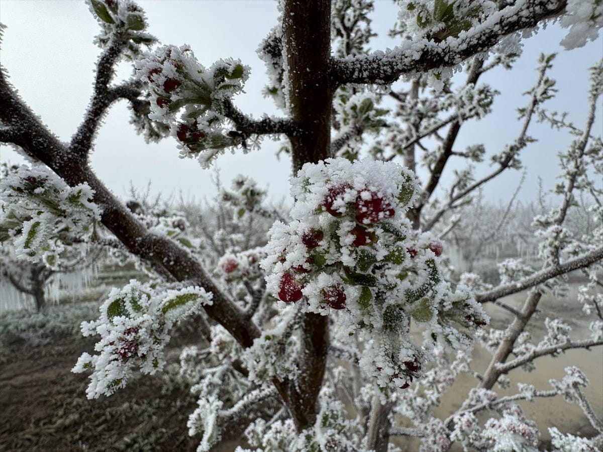 zirai don turkiyenin bircok ilde etkili oldu 6 UTXeUSN3