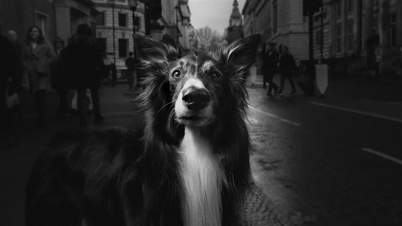 WhatsApp Gorsel 2025 12 16 saat 16.06.59 701026b1